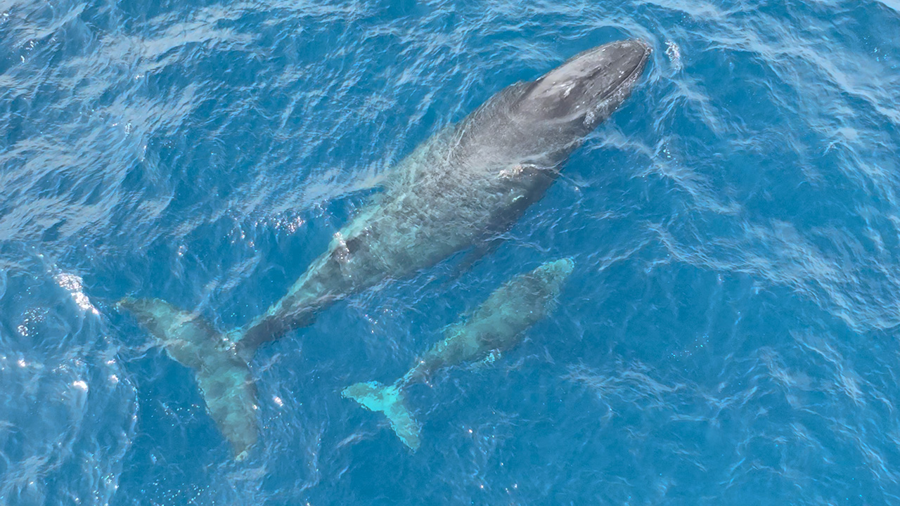 クジラ類の魅力を知る The Charm of Cetaceans - dolphins-yu