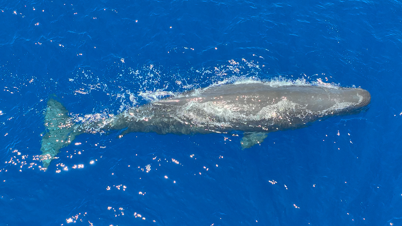 クジラ類の魅力を知る The Charm of Cetaceans - dolphins-yu